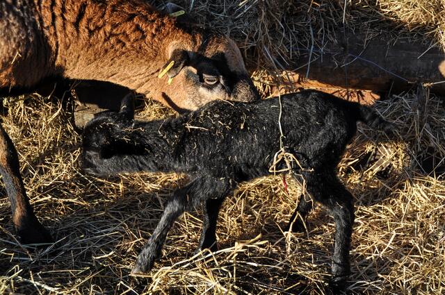Wo mag es hier was zu trinken geben ???