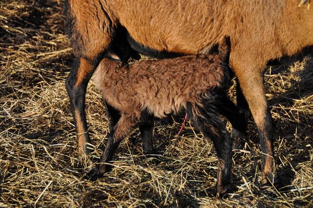 Auch dieses kleine Schaf findet zur Milchquelle ...