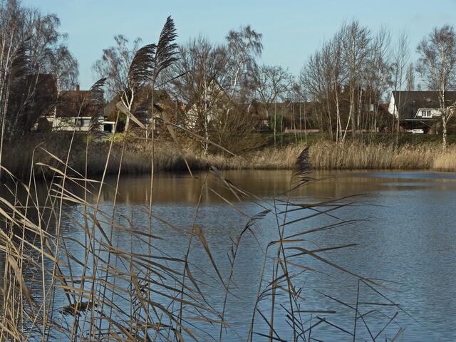 ..durch den Schilf geschaut...