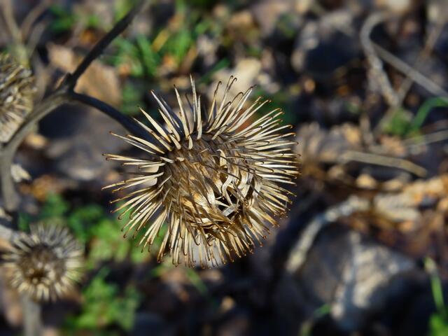 Distel...