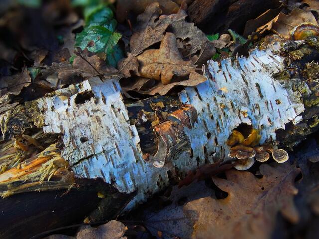 ..abgebrochener Stamm mit Schmarotzern....