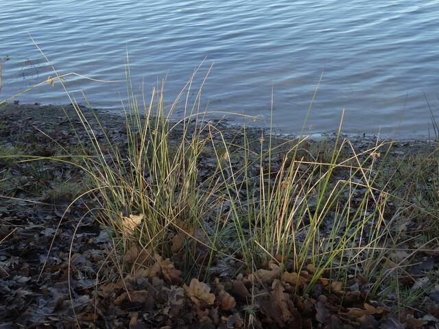 Sonnenstrahlen erhellen die Grasbüschel...
