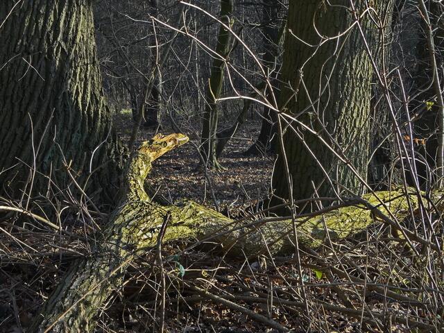 ..verzweigt....
