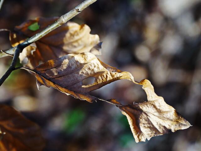 Fragment...