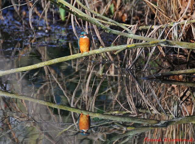 Ein Eisvogel spiegelt sich im Wasser !!!