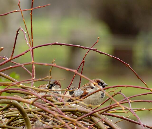 Verstecktes Herrentreffen - Haussperlingsversammlung im Geäst am Wegesrand.