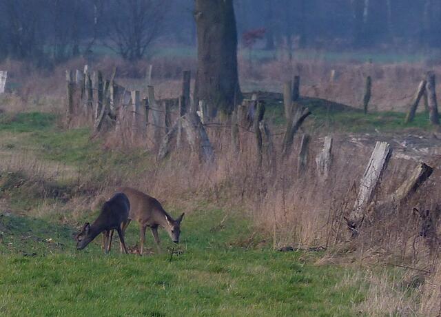 Auch auf einem weiteren Wiesenareal in der Feldmark äsen friedlich mehrere Rehe. Wir sehen auch wieder die hier häufiger auftretende  dunkel gefärbte Variante.
