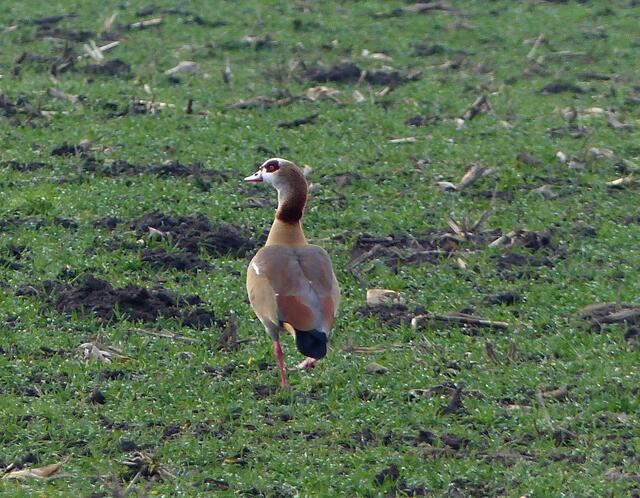 An mehreren Stellen in der Feldmark konnten auf feuchten Wiesen auch wieder Nilgänse beobachtet werden.