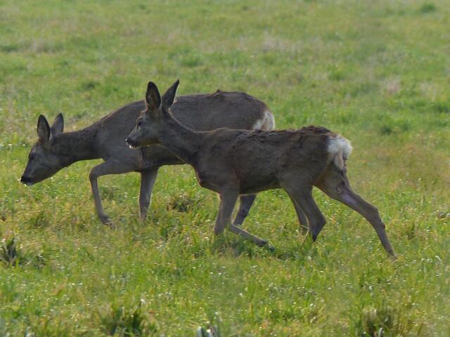 Gemächlich schreiten sie über die im Januar noch saftig grüne Wiese.