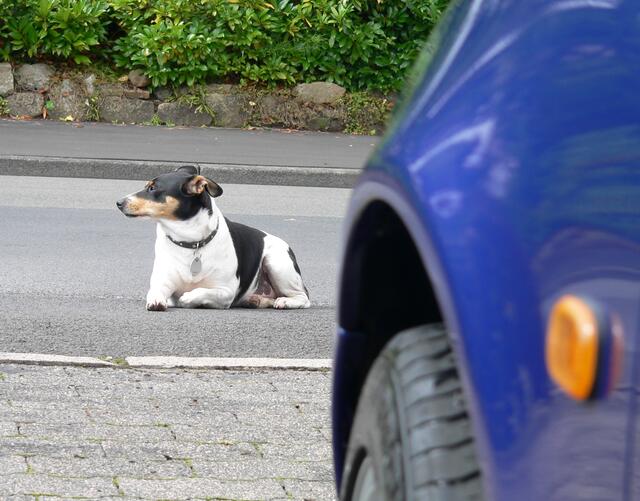 "Ich bin echt kein Straßenköter, aber wenn hund wirklich was erleben will, dann muss er einfach raus ins Leben und das Ohr spitzen, das seht Ihr doch aus so, oder? Ein bisschen Neugierde kann nicht schaden."
