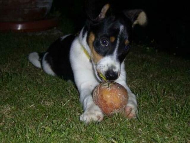 "Der Ball ist rund, dieser Apfel hier auch ... aber irgendwas ist an der Sache trotzdem faul!"