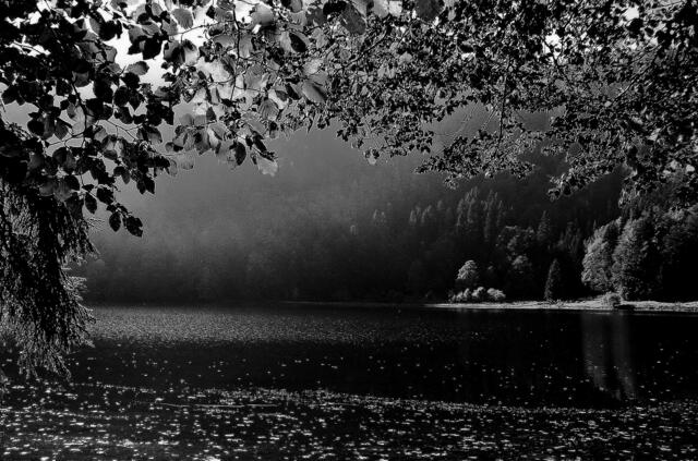 Der Feldsee im Herbst, am Feldberg im Hochschwarzwald