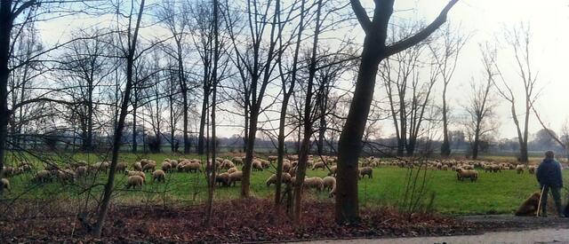 Die Schafe ziehen in das Sommerquartier