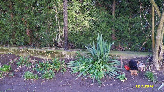 (2) !!! Sonntags+Monatsbilder Blumenbeet !!! - 12.1.2014 ! Temperatur: 12:01h / 4 Plus Wind: 2-4 / bewölkt - kaum sonnig