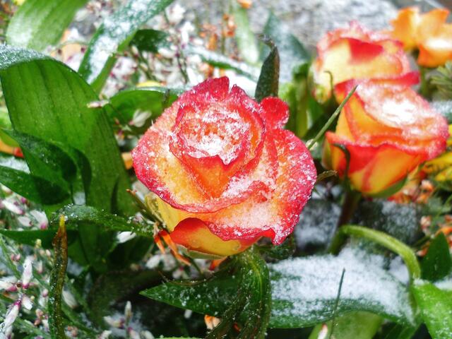 Eisrosen im Januar - am 21.1. 2014 !