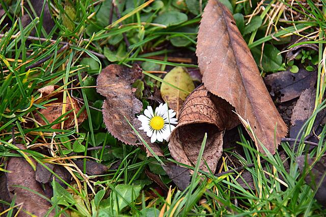 Blätter macht Platz, hat dieses Gänseblümchen ganz bestimmt gesagt....