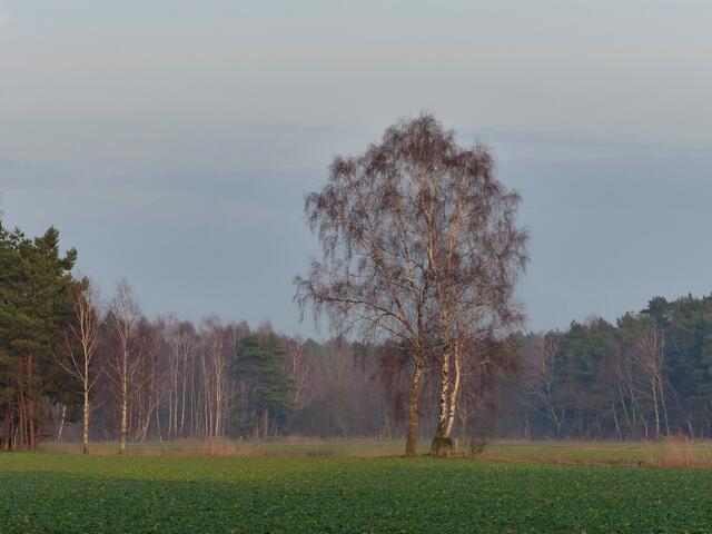 In der Feldmark auf dem Weg zum Würmsee.