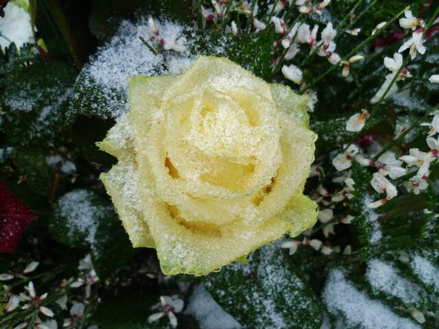 Eisrosen im Januar - am 21.1. 2014 !