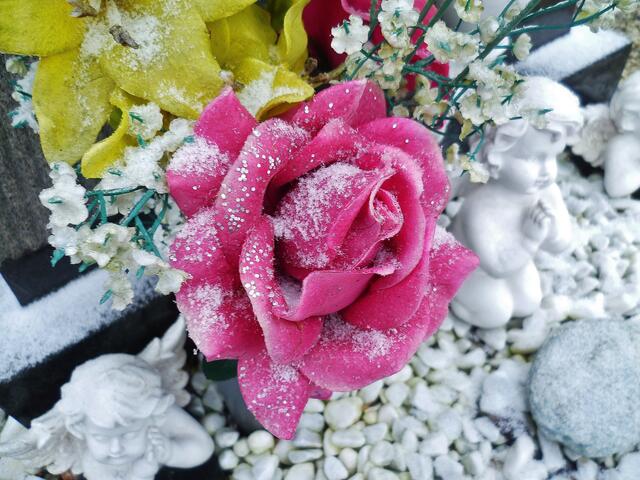 Eisrosen im Januar - am 21.1. 2014 !