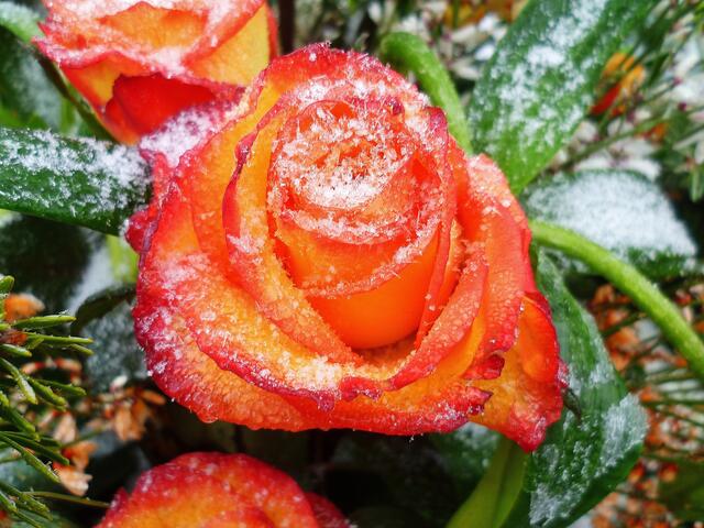 Eisrosen im Januar - am 21.1. 2014 !