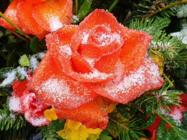 Eisrosen im Januar - am 21.1. 2014 !