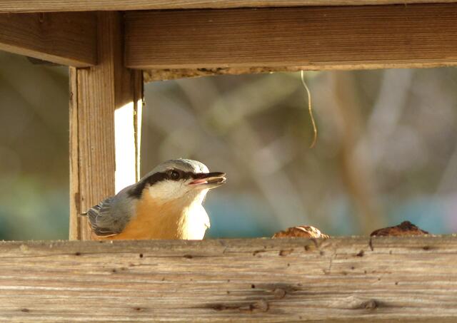 Der "Sonnenvogel"! Wenn die Wintertage trüb und grau daher kommen erinnern wir uns gerne an jene mit reichlich Sonnenschein, von denen wir in diesem Winter ja ebenfalls einige erleben durften. An einem der sonnigen Nachmittage besuchte auch der Kleiber den Futterplatz.