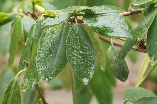Die Rhododendren - sie sehen aus wie mit Zuckerguss glasiert - sie sind am 22. Januar 2014 - bei minus 0,3°C mit einer Eisschicht überzogen.