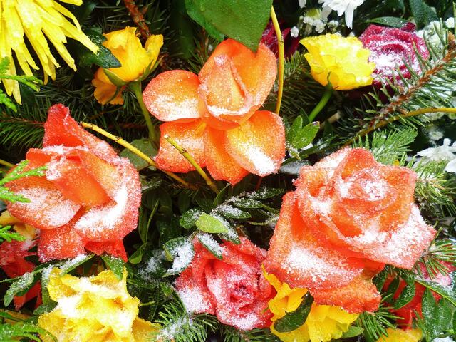 Eisrosen im Januar - am 21.1. 2014 !