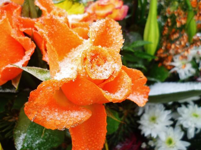 Eisrosen im Januar - am 21.1. 2014 !