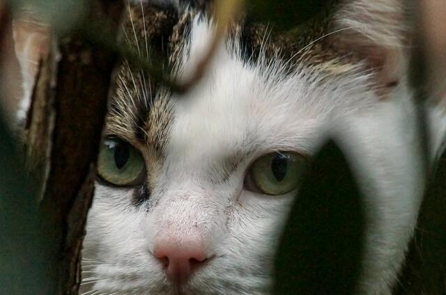 Dort wo sich die Vögel ihre Bäuche füllen sind die Hauskatzen nicht fern. Doch sie guckt nur... Ich habe sie noch nicht beim Sprung erwischt!