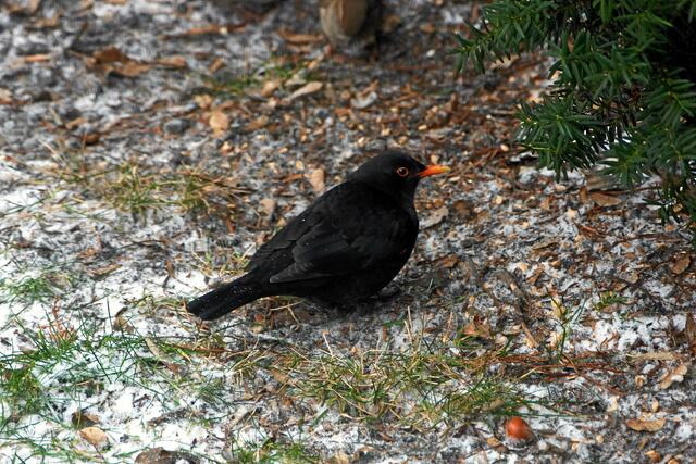"Am Rande der großen Eibe finde ich ja meistens etwas Futter - das ist alles nur mein Futter!"