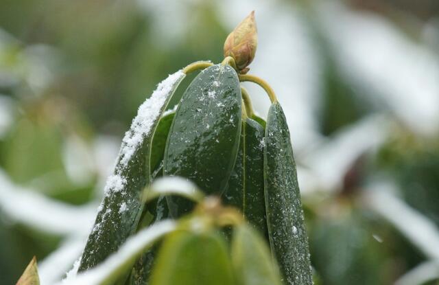 In der Nacht hat es geschneit. Nun am 23. Januar 2014 sind die Rhododendren bei minus 1,4°C zusätzlich auch mit einer dünnen Schneeschicht bestäubt...