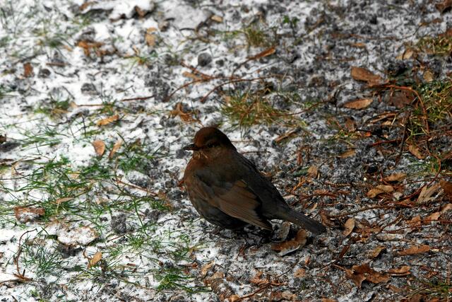 "Die Männer hier wollen das Futter nicht mit mir teilen!"