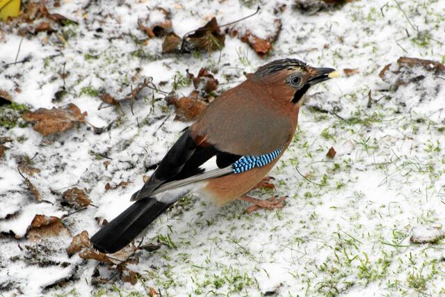 "Schau nicht so. Das ist allein mein Sonnenblumenkern!"
