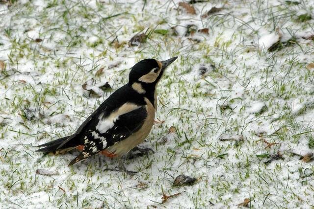 "Ich muss mal schauen, wo mein Mann steckt! Ich höre ja gar kein Klopfen mehr !"