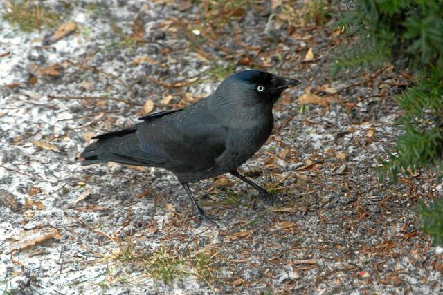 "Jetzt sind erst mal wir Dohlen dran und solange wir hier sind, haben Amseln hier nichts zu suchen!"