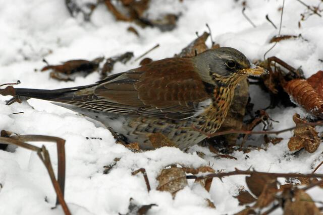 "Vielleicht gibt es hier doch noch ein paar Würmer, die vom Frost überrascht wurden!"