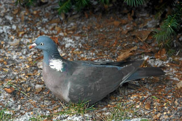 "Hoffentlich wird es hier bald wieder ruhiger, ich habe schon gesehen, wo ich dann auch noch genug zum Essen finde!"