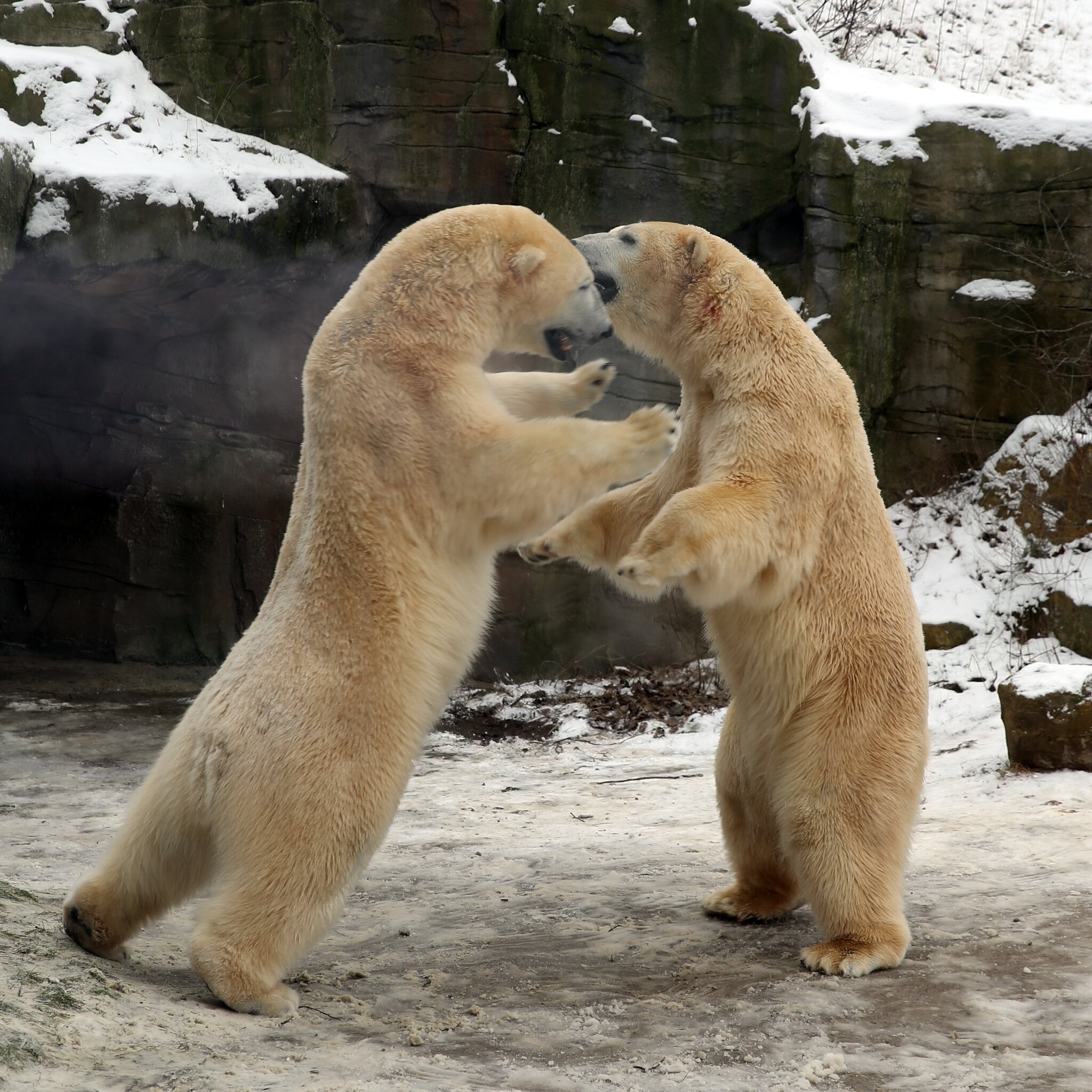 Zoo Raufen Eisbären-Rauferei im Zoo Hannover - Hannover-Zoo