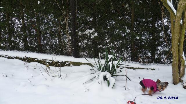 (4) !!! Sonntags+Monatsbilder Blumenbeet !!! 26.1.2014 !     Temperatur: 12:01 5°C Minus  Wind: 2-4 / bewölkt - Neuschnee 10 cm