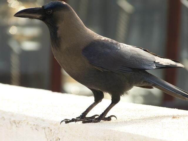 Stritt sich mit dem Streifenhoernchen um die Cashewkerne.