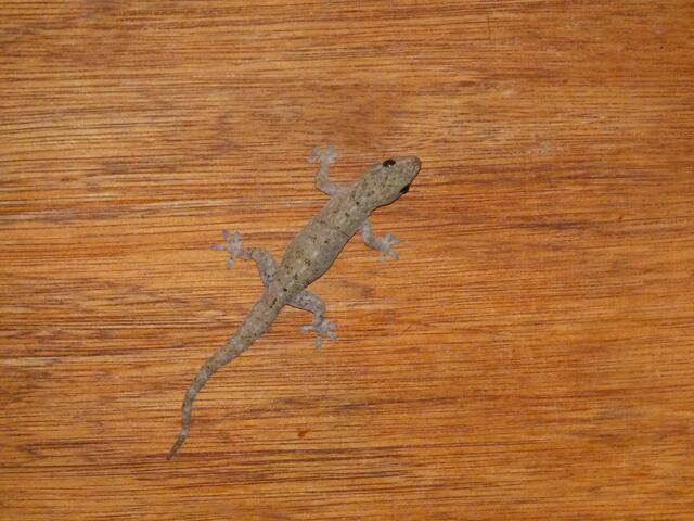 Gecko im Yala-Nationalpark.Er hing an der Restaurantdecke.