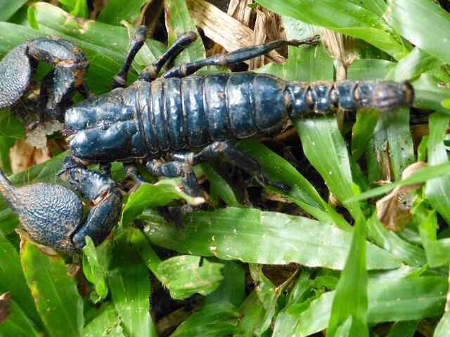 Uschi entdeckte diesen schwarzen Skorpion im Botanischen Garten von Kandy.