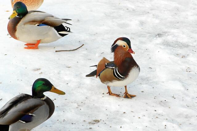 "Die anderen Enten schauen mich sehr oft etwas neidisch an und ich weiß oft auch nicht warum!"