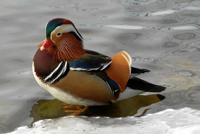 "Vielleicht könnt Ihr, liebe MH-Leser(innen), mir ja doch noch helfen. dass endlich auch eine Mandarin-Ente hier landet um meine Frau zu werden!"