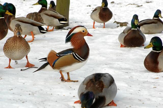 "Manchmal glaube ich, dass ich hier wohl die schönste aller schönen Enten bin!"