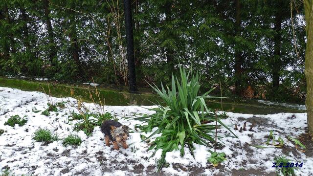 5) !!! Sonntags + Monatsbilder / Blumenbeet !!! 2.2.2014 Temperatur:13:13 h / 5°C Plus Wind: 2-4 / bewölkt / Nebel < 300m