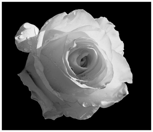 Weiße Regenrose