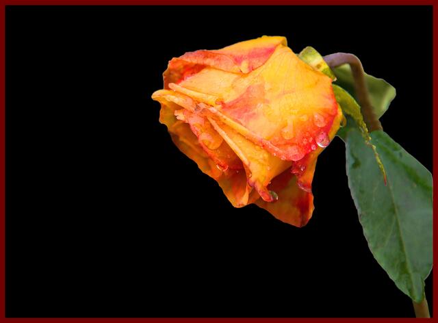 Regenrose 3