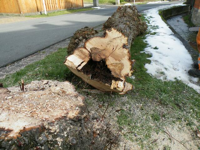 4 . der Kern ist morsch